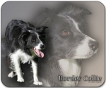 Mousepad Border Collie